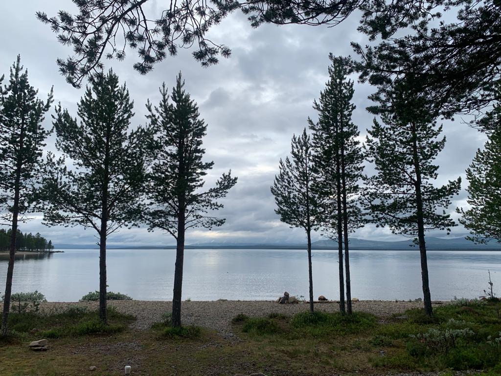 Stolte furutrær.