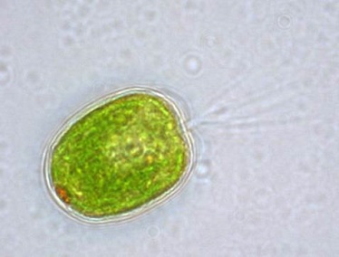 Algae i Qatar.