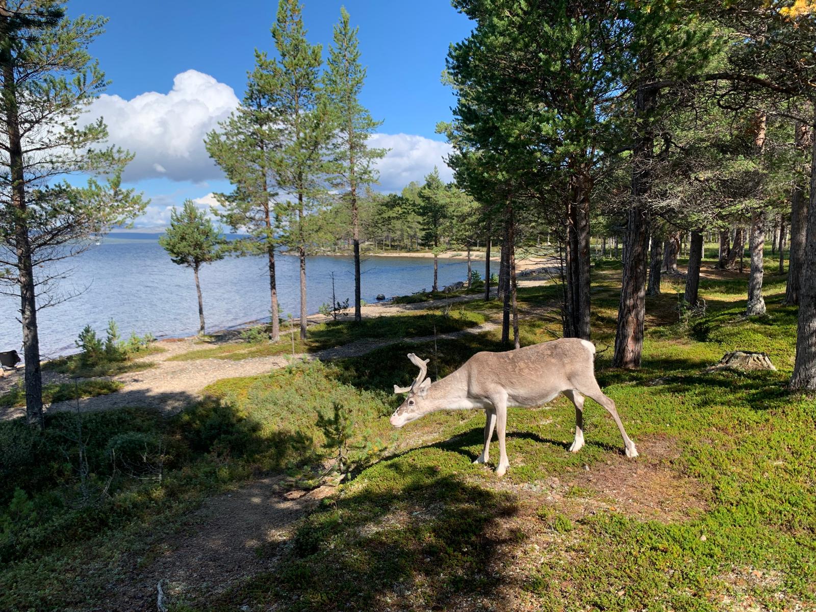 Nærkontakt med et dyr i skogen. Foto: Bodil Fuhr.