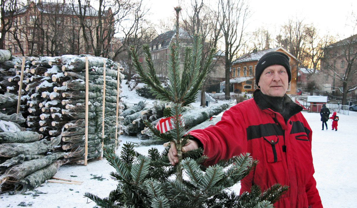 Svein Erik Berge har solgt juletre på Vestkanttorget de siste ti årene. I år har han 1000 trær klar til leveranse til faste og nye kunder. Foto: Magne Otterdal