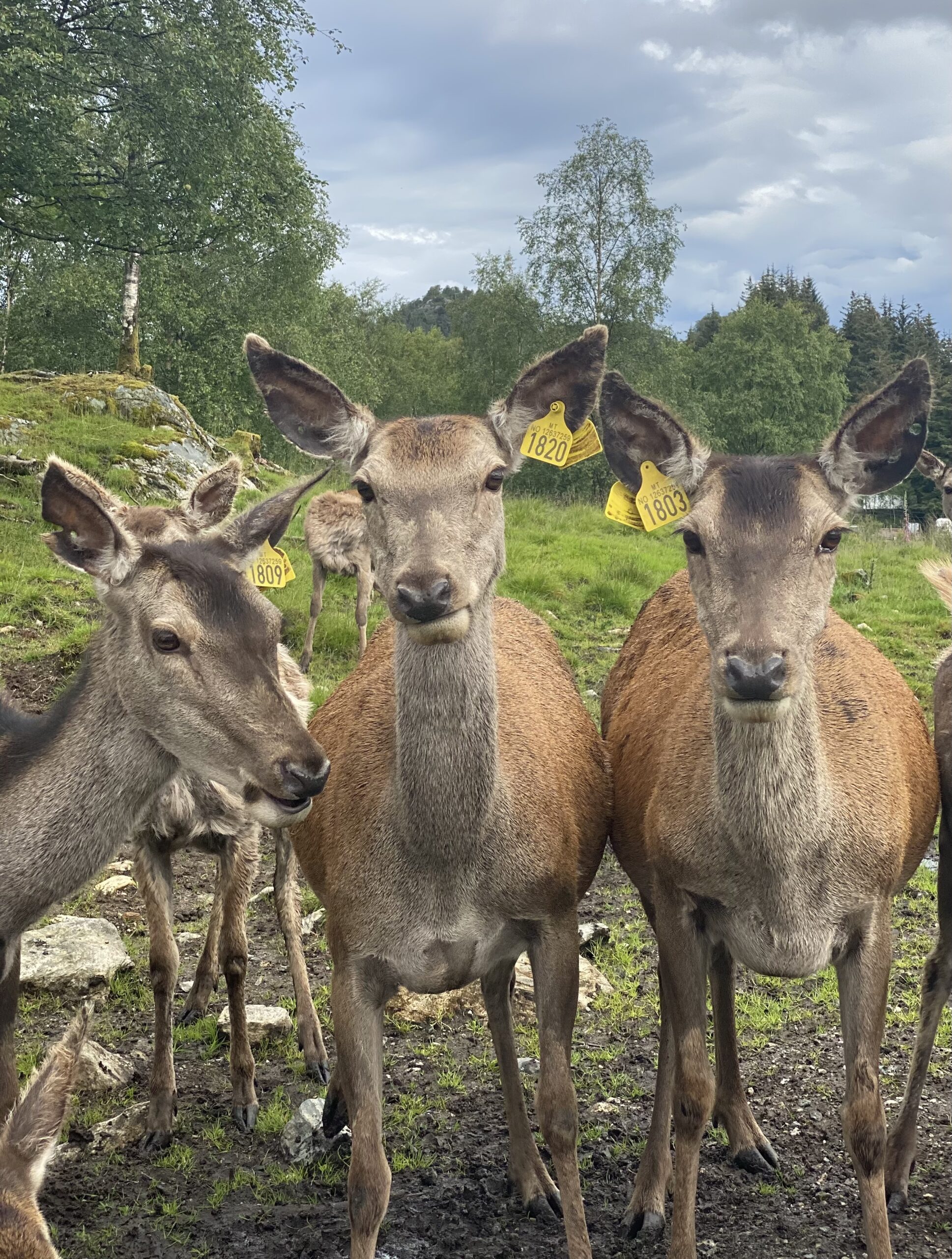 Tamme hjortar er ikkje eit vanleg syn i Noreg, men Norsk Hjorteavlsforening håpar det skal bli meir attraktivt med hjorteoppdrett. Foto Eli Strand / NPK