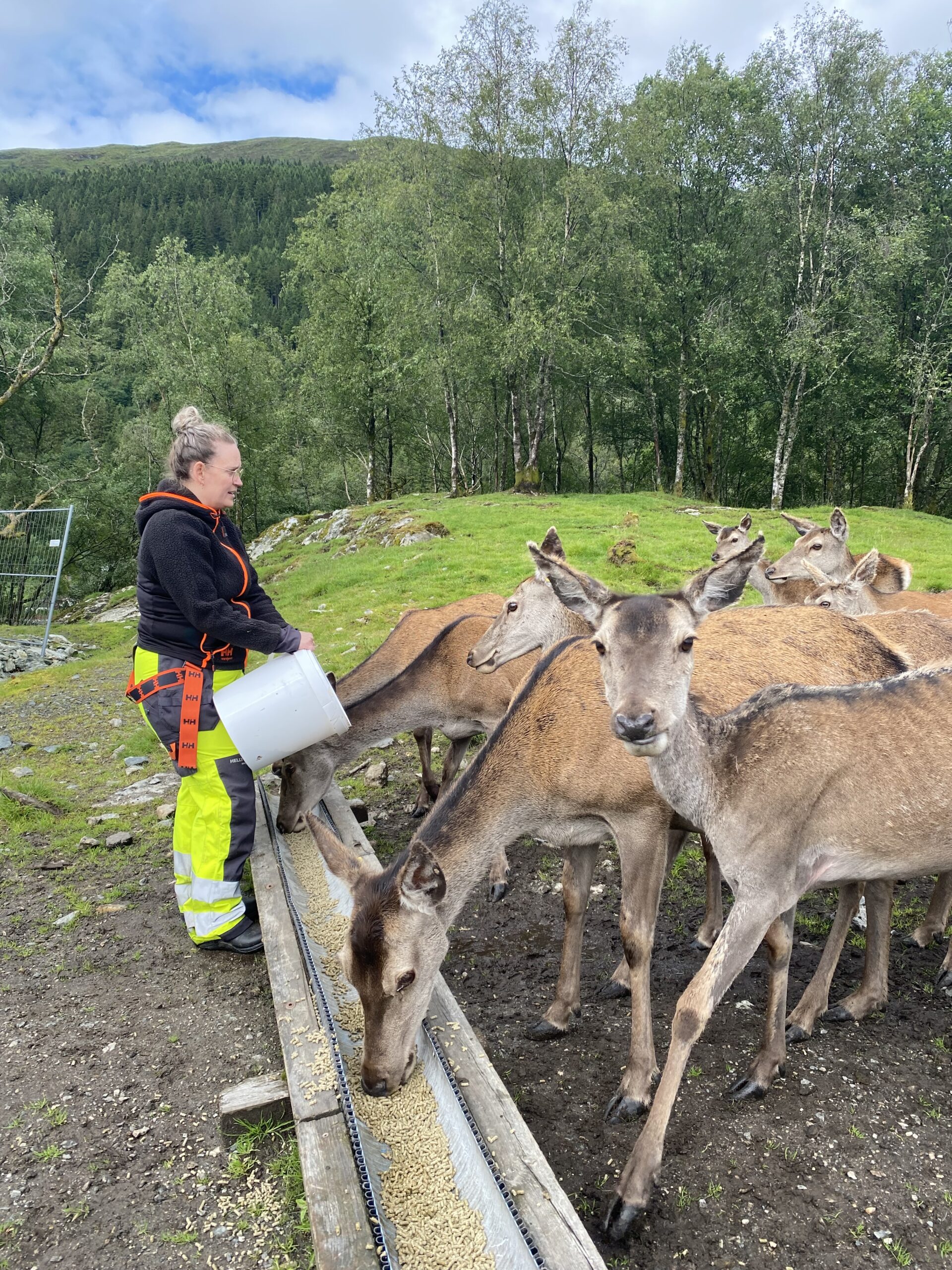 Linda Vørøs Bjørvik fôrar hjortane på garden rett utanfor Bergen. Foto: Eli Strand / NPK