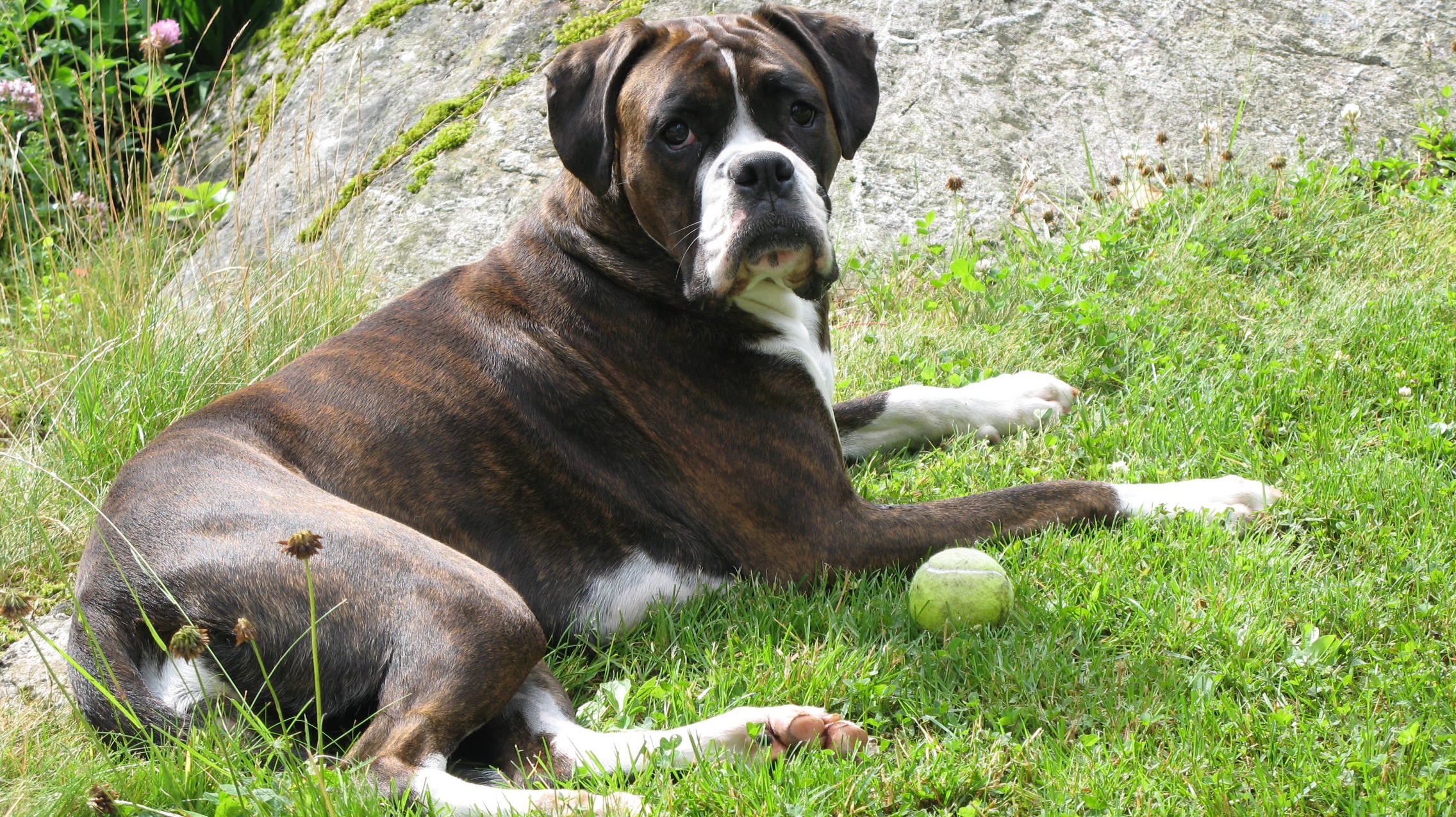 Bokseren Henie er en av de over 30 000 medlemmene i Norsk Kennel Klub. Foto: Petter Wang