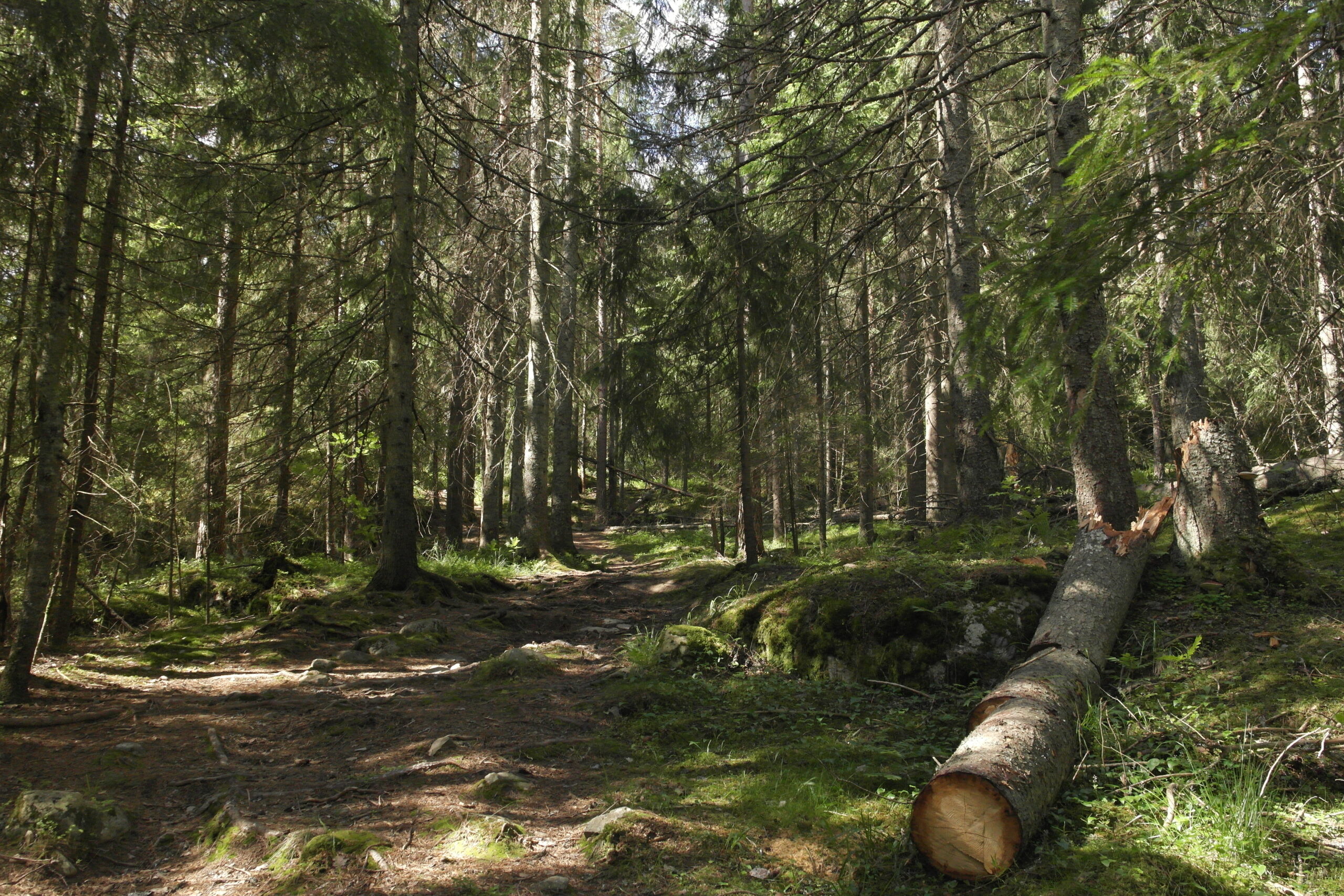 Midt i denne skogen vil tilhengerne av et ekstra stoppested på Follobanen legge Åsland stasjon.  Foto: Amalie S. Nærø.