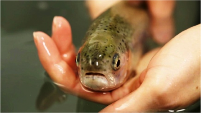 The salmon genome opens a wide variety of possibilities for applied research and innovative products and services for the salmon industry.