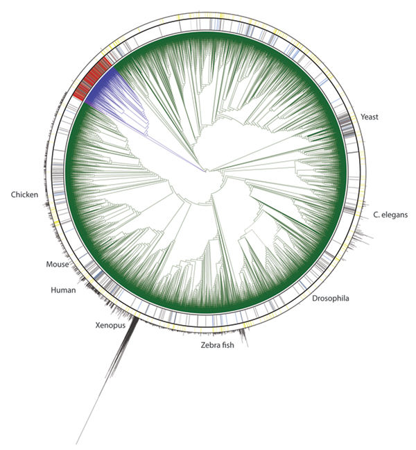 In this representation of the tree of life, there are very few completed genomes (red lines in inner rim) among named eukaryotes (green), but many more among bacteria (blue) and archaea (purple). Among the millions of eukaryotic species, there are even relatively few lower resolution genome sequences (blue, light and dark gray). Keith A. Crandall, David B. Stern, and Jimmy Bernot of The George Washington University’s Computational Biology Institute