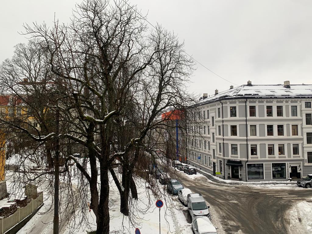 Tuntre forbereder seg på en yr vår. Foto: Bodil Fuhr.