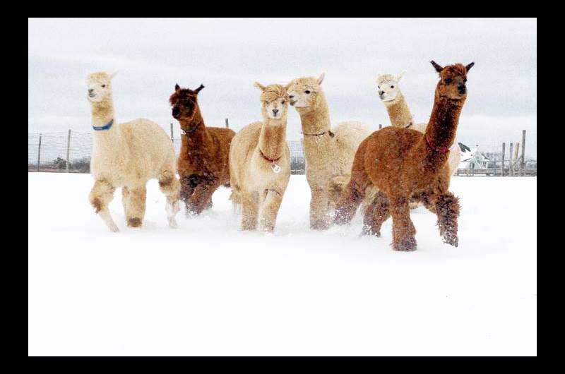 Alpaca Family AS