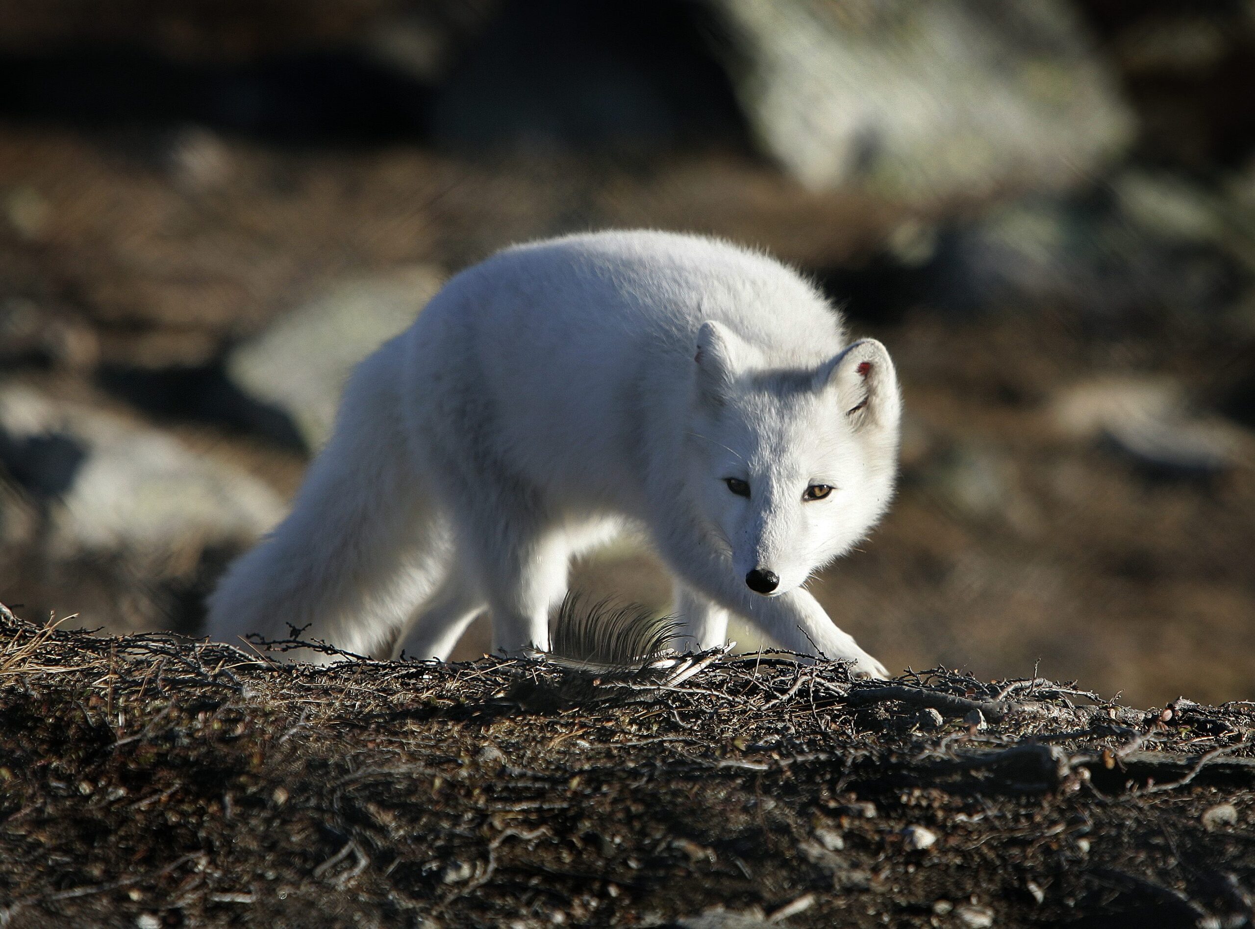 Fjellreven blir rekna som eit av Noregs mest utryddingstrua dyr. Dette er ein fjellrev med vinterpels på Dovrefjell i 2007. Arkivfoto: Gorm Kallestad / NTB / NPK