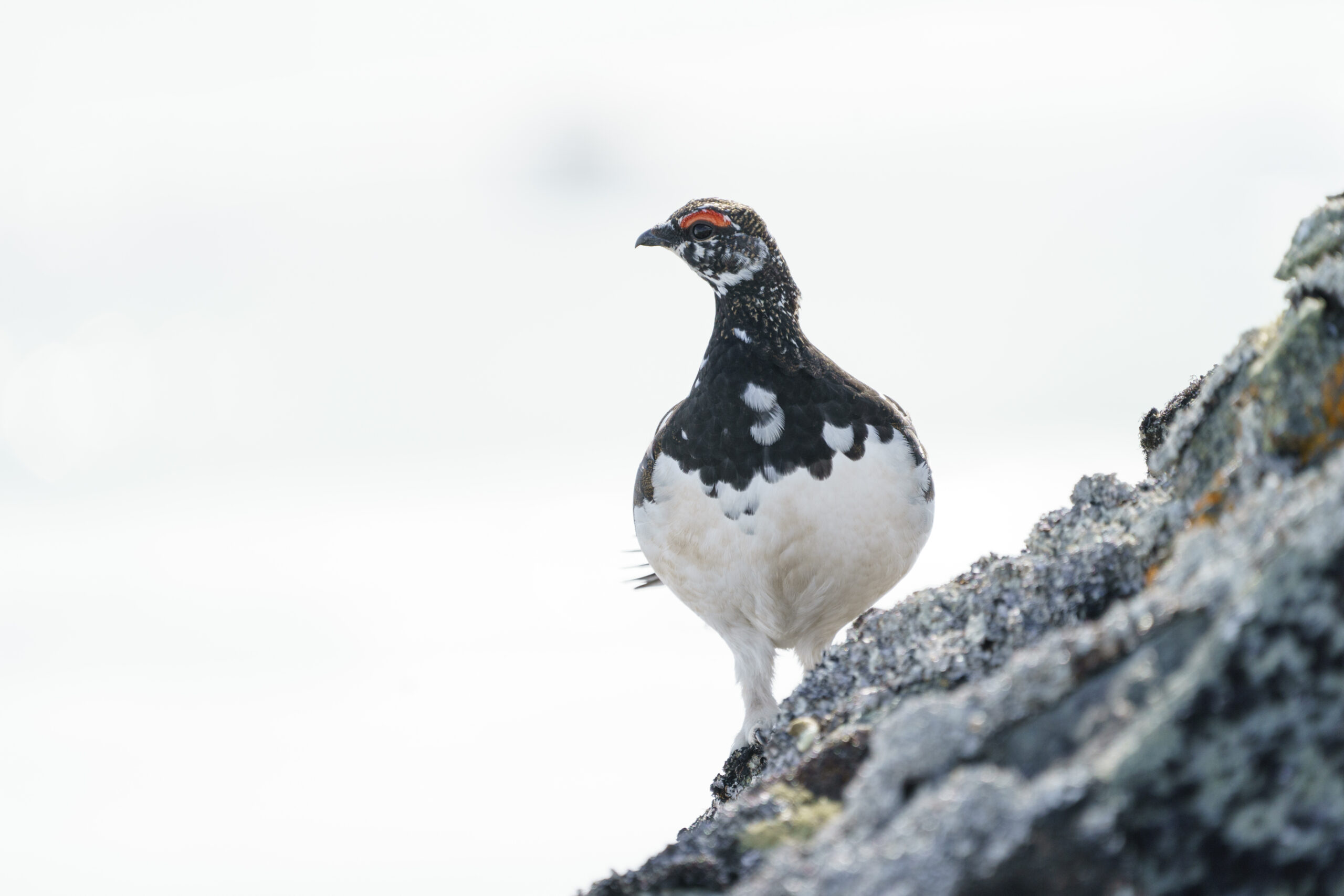 / natur / «Vi får til å kombinere ei godt regulert jakt med livskraftige bestandar i jaktområda våre.»