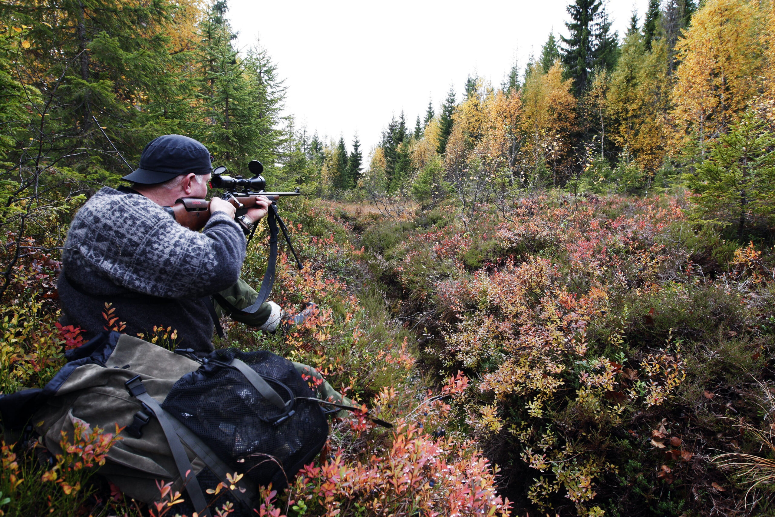 Naturvernforbundet meiner at hjortebestanden, som no tel rundt 250.000 dyr, er ute av kontroll. Dei ønskjer å redusere bestanden kraftig. Illustrasjonsfoto: Gorm Kallestad / NTB / NPK